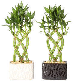 Delray Plants Live Lucky Bamboo Indoor House Plant 2-Pack