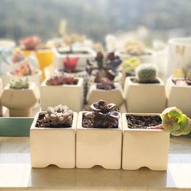 Set of 8 Succulent 2.4 Planter Pots