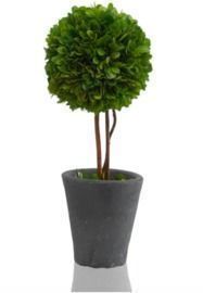 Scott Living 12 Luxe Natural Preserved Boxwood Topiary
