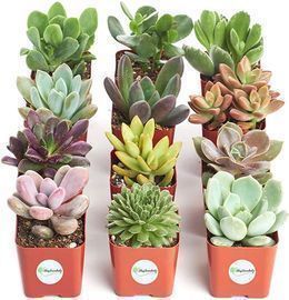 12 Live Succulent Plants