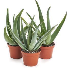 3 Aloe Vera Succulents