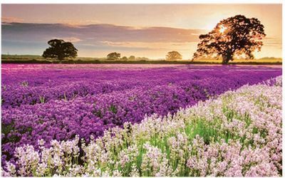 1000pc Jigsaw Puzzles (Various Pictures)