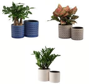 Set of 2 Ceramic Planters