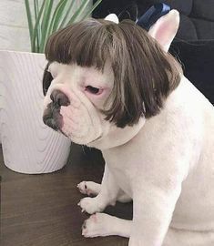 Wig for Small Dogs