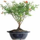 Pomegranate Bonsai Tree