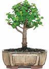 Jade Bonsai Tree